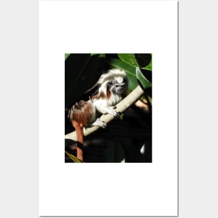 Cotton-top Tamarin Posters and Art